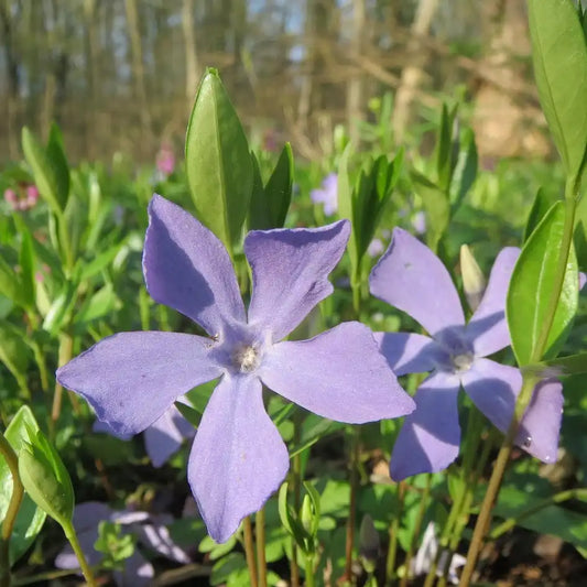 Fleur bleue de pervenche "Minor"