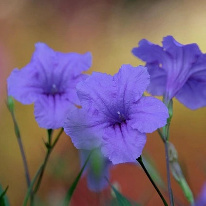 Pétunia mexicain (Ruellia brittoniana)