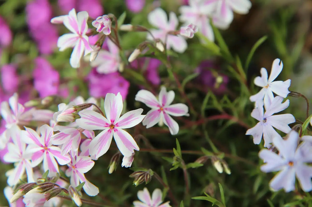 Fleurs roses et blanches du phlox Candy Stripes