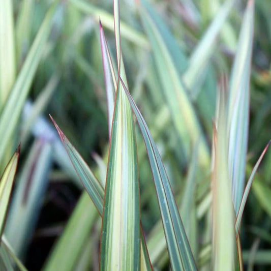 Phormium Apricot Queen