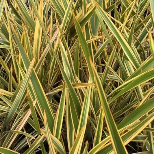 Phormium Golden Ray