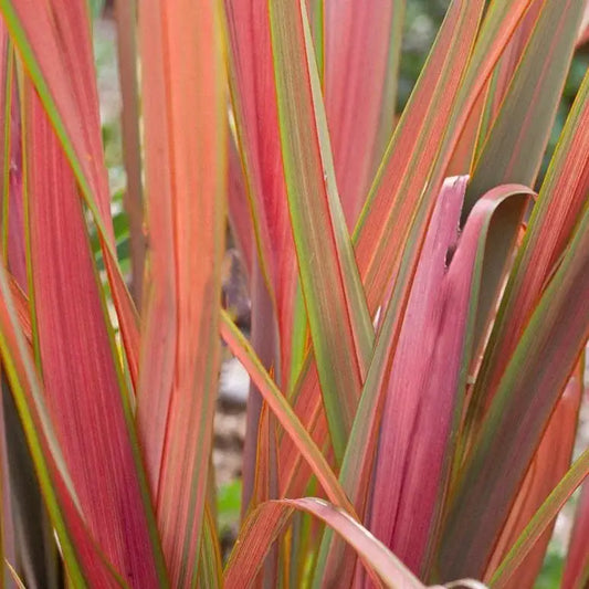 Phormium Jester