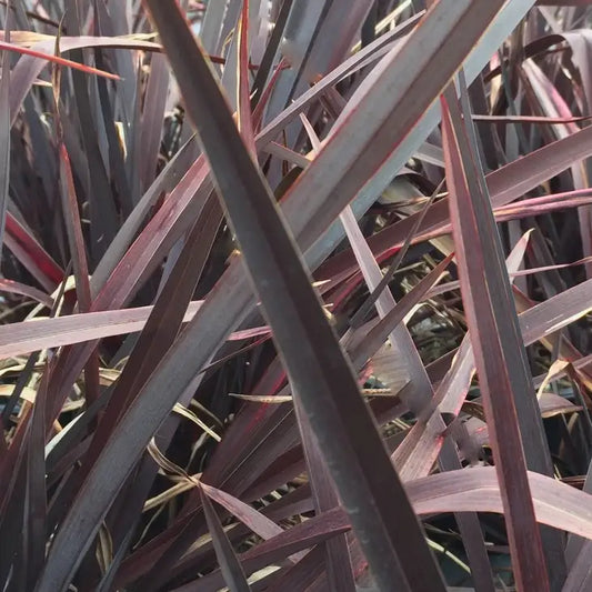 Phormium Platts Black