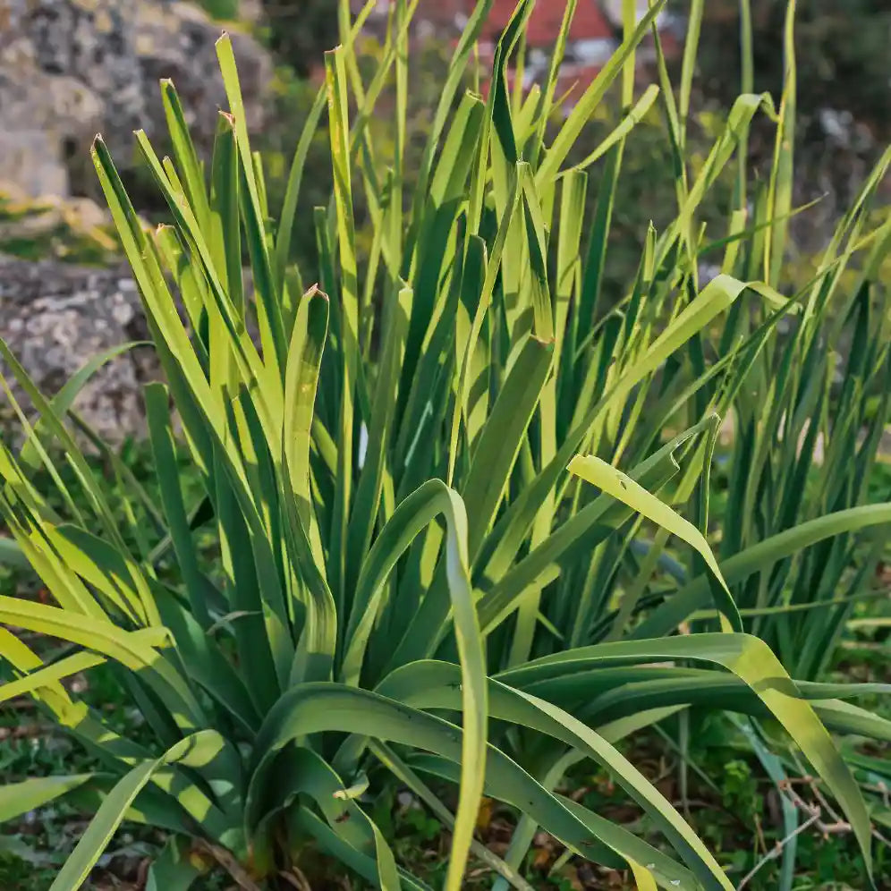 Phormium tenax et ses feuilles vertes