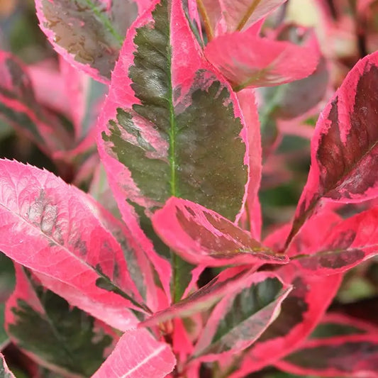 Photinia fraseri Louise