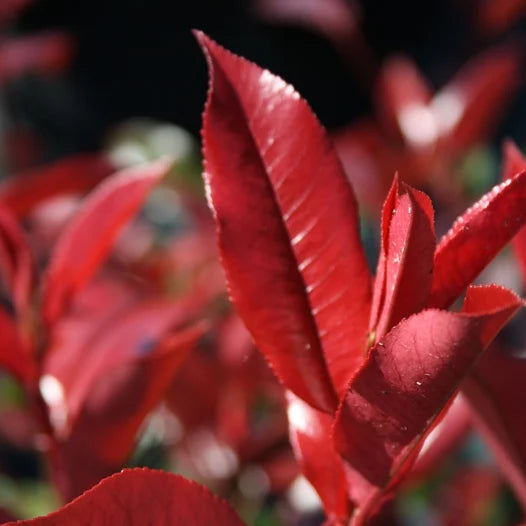 Photinia fraseri Red robin