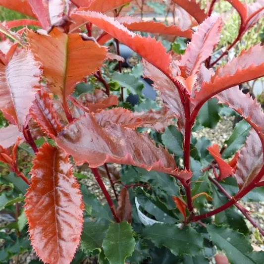 Photinia serratifolia Crunchy