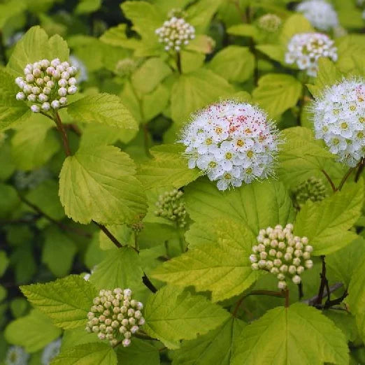 Physocarpe 'Dart's Gold' (Physocarpus opulifolius 'Dart's Gold')