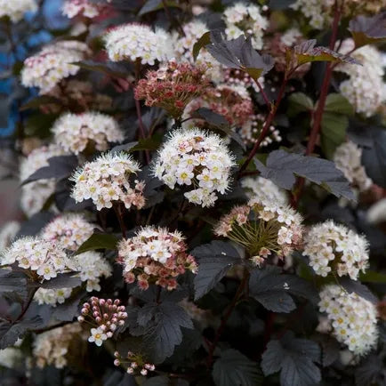 Physocarpe 'Diabolo' (Physocarpus opulifolius 'Diabolo')
