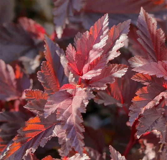 Physocarpe 'Little Angel' (Physocarpus opulifolius 'Little Angel')