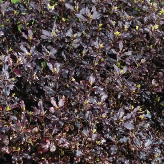 Pittosporum à petites feuilles (tenuifolium) Dark diva