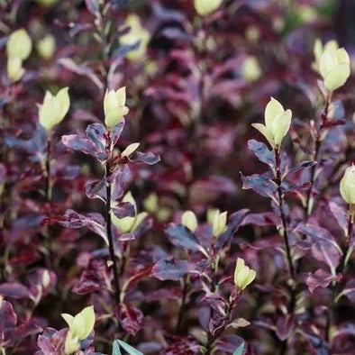 Pittosporum à petites feuilles (tenuifolium) Tom Thumb