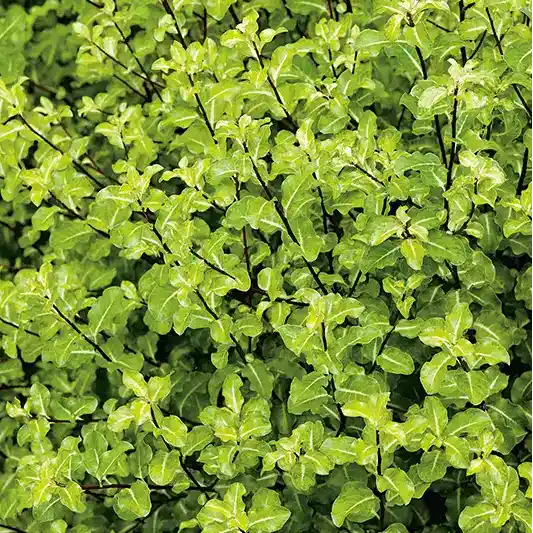 Pittosporum tenuifolium Abbotsbury gold