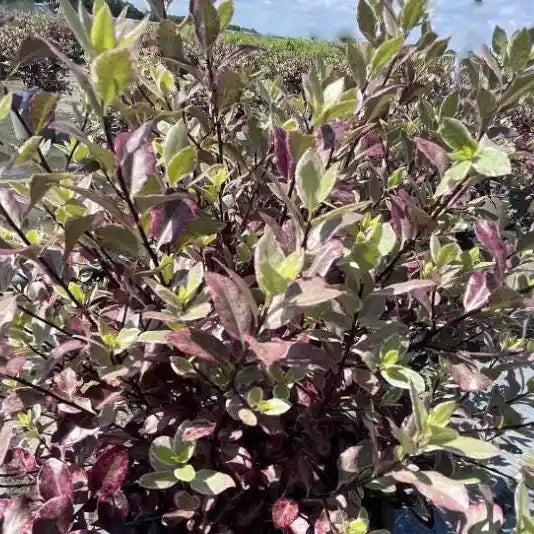 Pittosporum tenuifolium Bannow Bay