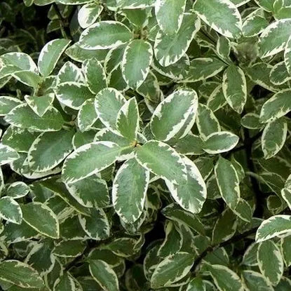 Pittosporum 'Elisabeth' (Pittosporum tenuifolium 'Elisabeth')