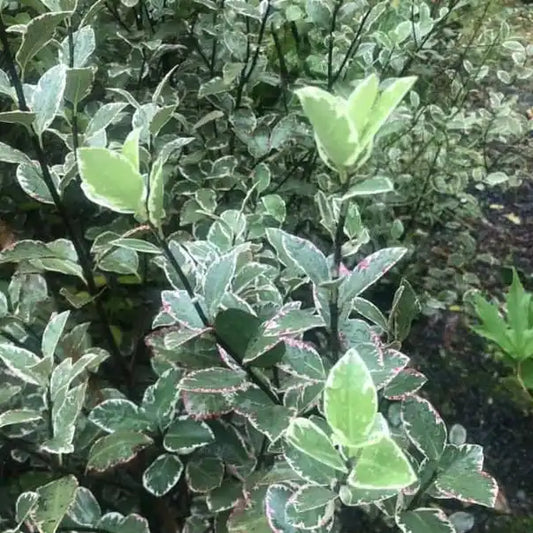 Pittosporum 'Garnettii' (Pittosporum tenuifolium 'Garnettii')