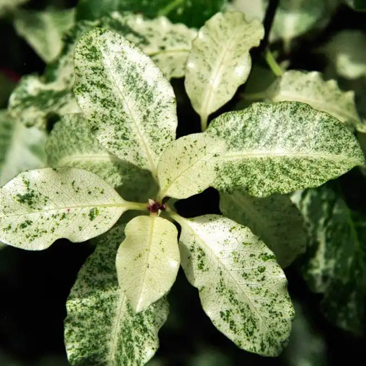 Pittosporum 'Irene Paterson' (Pittosporum tenuifolium 'Irene Paterson')