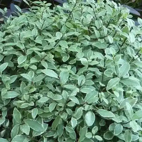 Pittosporum tenuifolium Silver Ball