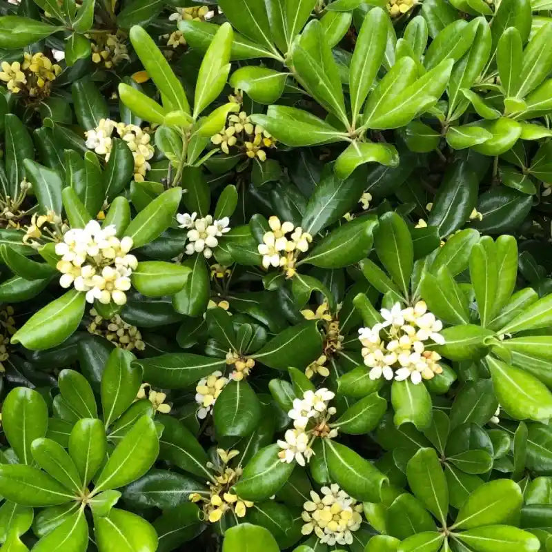 Pittosporum tobira Nana