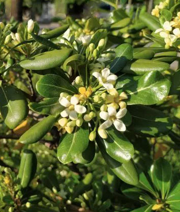 Pittosporum du Japon tobira