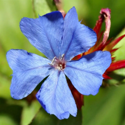 Plumbago rampant (Ceratostigma plumbaginoides)