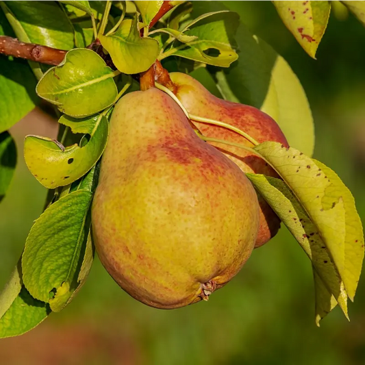 poire beurre hardy