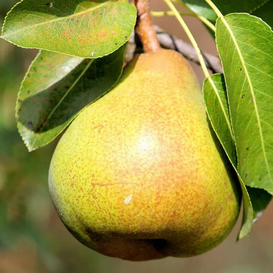 poire comtesse de Paris