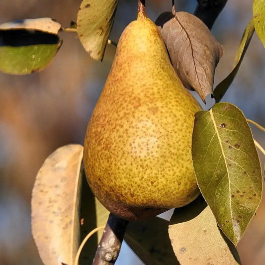 poire docteur jules guyot