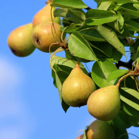 poire doyenne du comice
