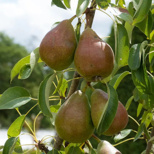 poire Louise bonne Avranches