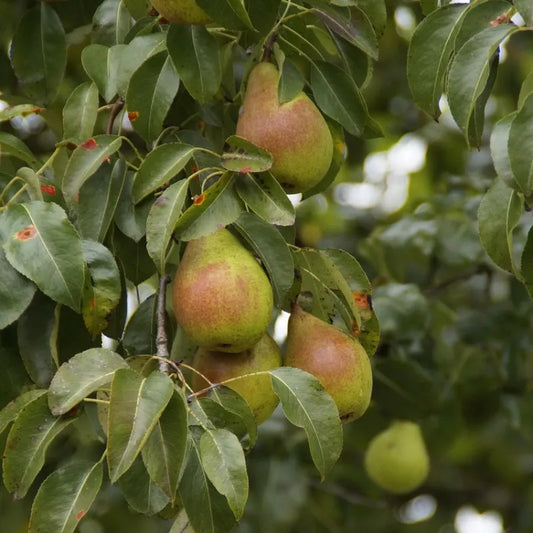 poire williams