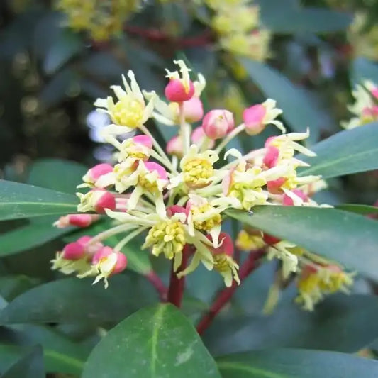 Poivre de Tasmanie (Drimys aromatica)