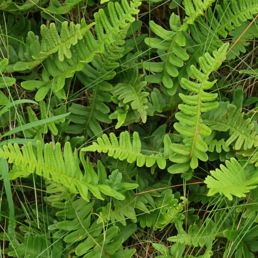 Feuilles de fougère persistante