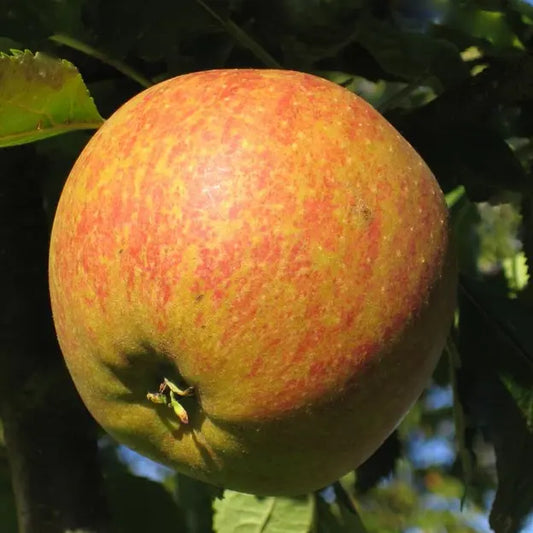 Pomme Cox orange