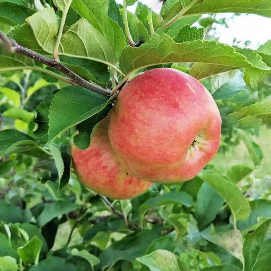 Pomme Elstar