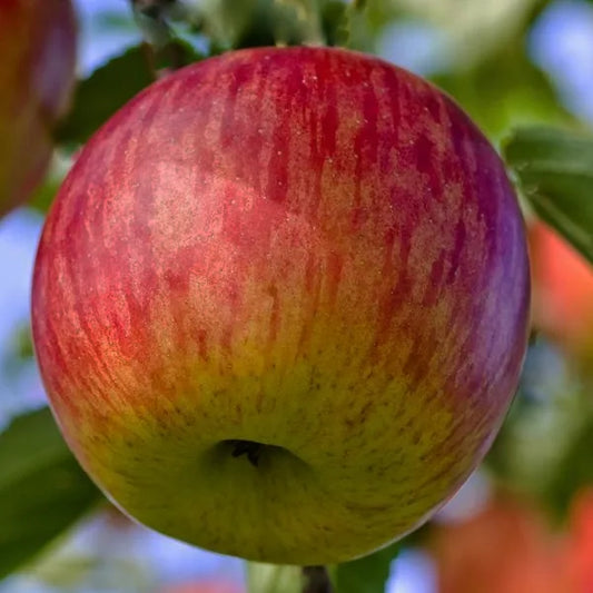 Pomme Fuji