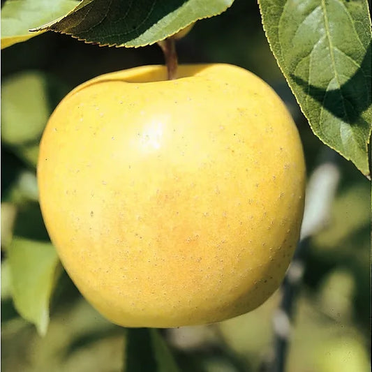 Pomme Golden delicious