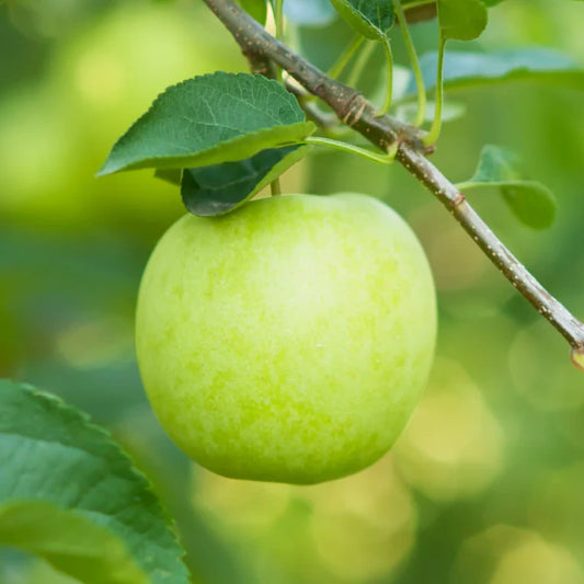 Pomme Granny smith