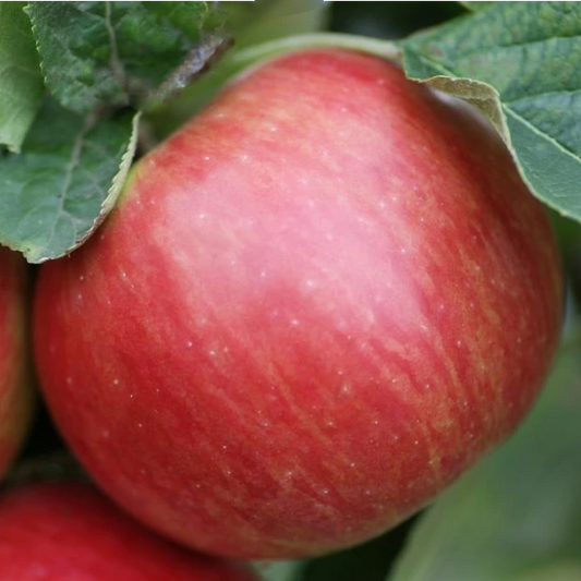 Pomme Idared