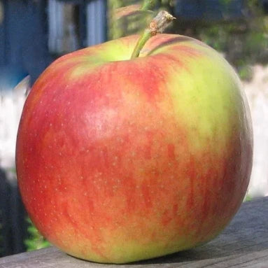 Pomme Jonagold