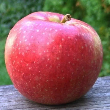 Pomme Melrose