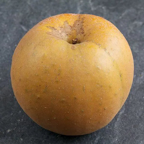 Pomme reinette Grise du Canada