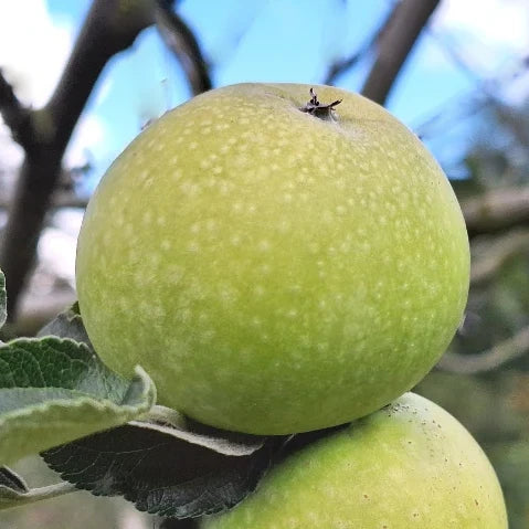 Pomme reinette du Mans