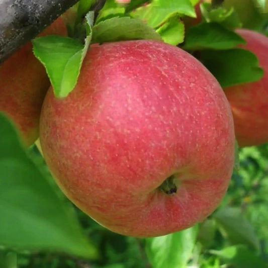 Pomme Royal gala
