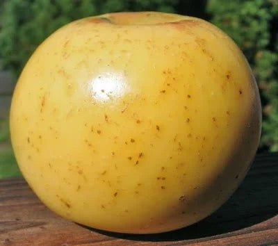 Pomme Winter banana