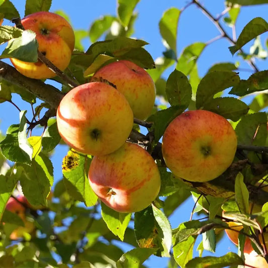 pommier belle de boskoop