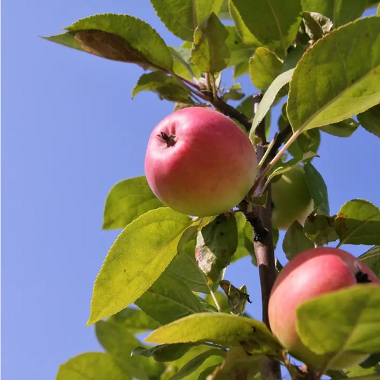 pommier boskoop rouge