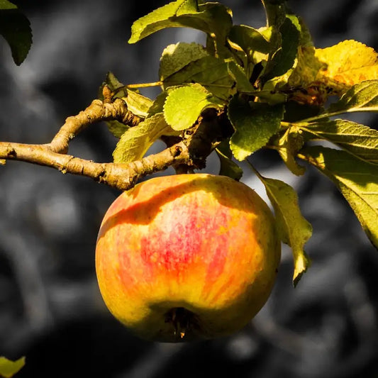 pomme calville d'août