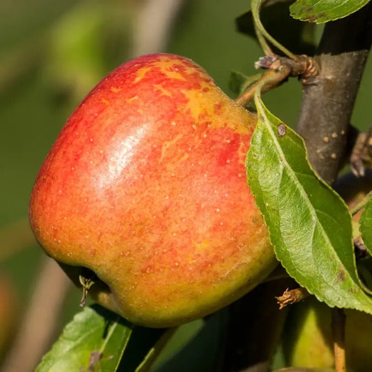 fruit du pommier grand mère