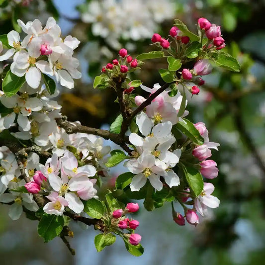 Pommier d'ornement 'Evereste', ses boutons roses et ses fleurs blanches